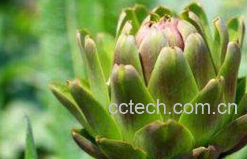 朝鲜蓟的功效与作用 朝鲜蓟怎么吃-0