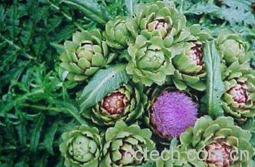 朝鲜蓟的功效与作用 朝鲜蓟怎么吃-1