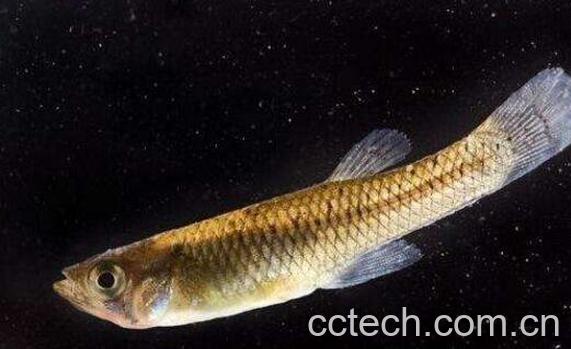 山花鱼的功效与作用-0