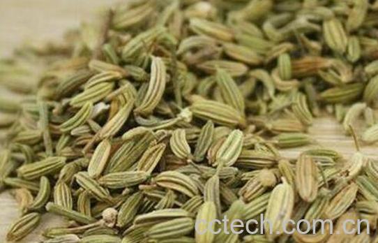 小茴香的功效与作用 小茴香的药用价值-0