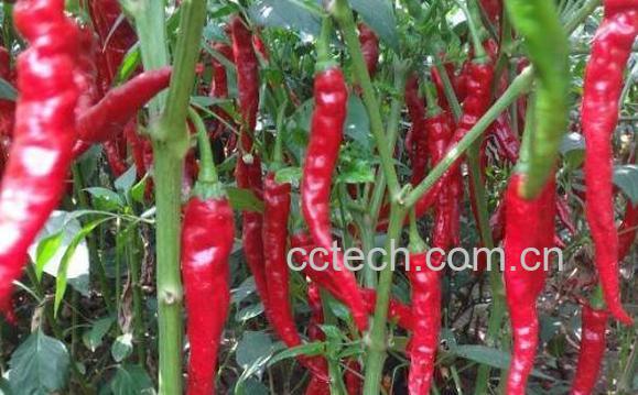 辣椒为什么叫秦椒 秦椒的功效与作用-1