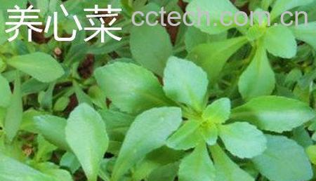 救心菜和养心菜的区别-1