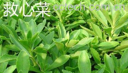 救心菜和养心菜的区别-0