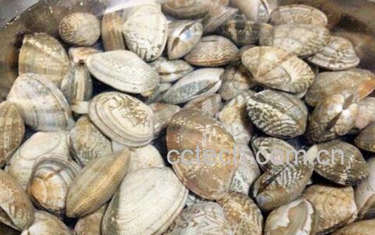花蛤如何判断是活的 如何判断花蛤能不能吃-1