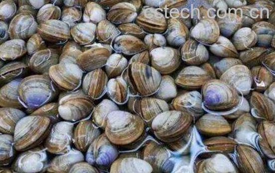 花蛤如何判断是活的 如何判断花蛤能不能吃-0