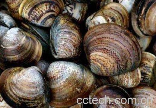 文蛤如何清洗最干净 文蛤的清洗方法-1