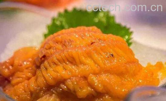 海胆黄是什么 女性吃海胆黄的营养价值-0