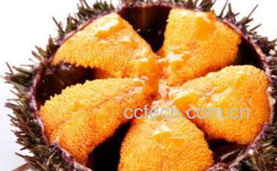 海胆黄是什么 女性吃海胆黄的营养价值-1