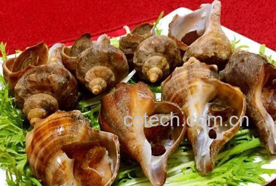 海螺怎么洗最快最干净-1