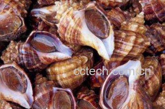 海螺怎么洗最快最干净-0