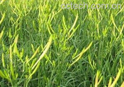 黄花菜的种植技术 黄花菜什么时候种植-0