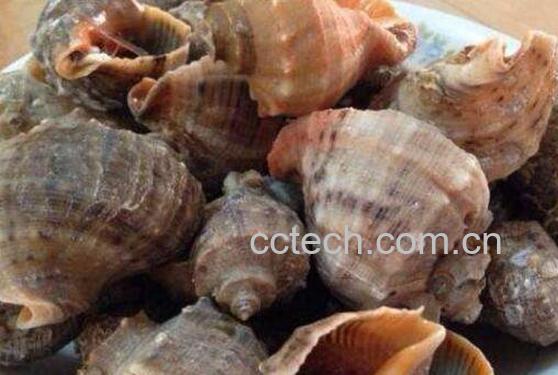 大海螺怎么清洗才干净 大海螺怎么处理干净-0