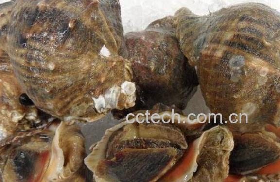 大海螺怎么清洗才干净 大海螺怎么处理干净-1