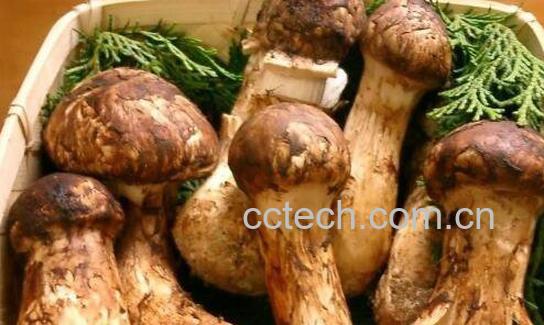 松茸的功效与作用 吃松茸的禁忌-0