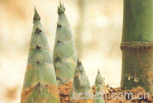 竹笋的功效与作用-0