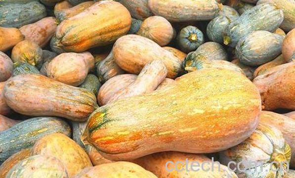 蜜冠南瓜的功效与作用-0