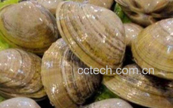 文蛤如何清洗才没沙子 文蛤如何清洗最快-1