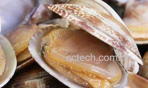 文蛤如何清洗才没沙子 文蛤如何清洗最快-0