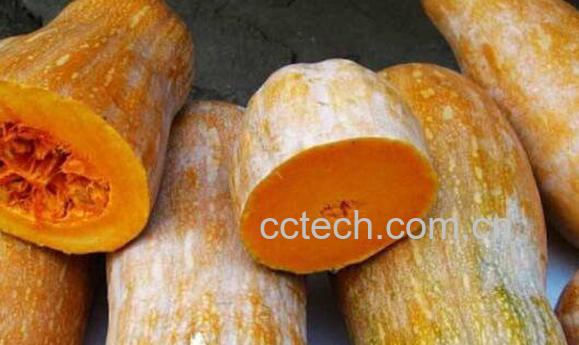 蜜冠南瓜的营养价值 吃蜜冠南瓜的好处-0