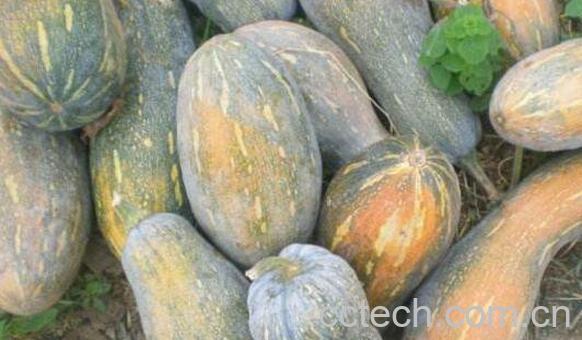 蜜冠南瓜的营养价值 吃蜜冠南瓜的好处-1