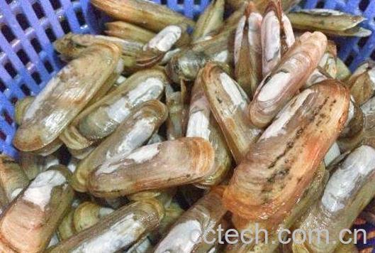 蛏子的营养价值和功效-1