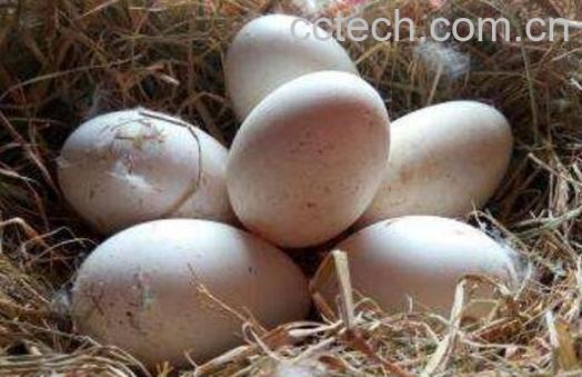 鹅蛋怎么吃好 鹅蛋的食用方法-1