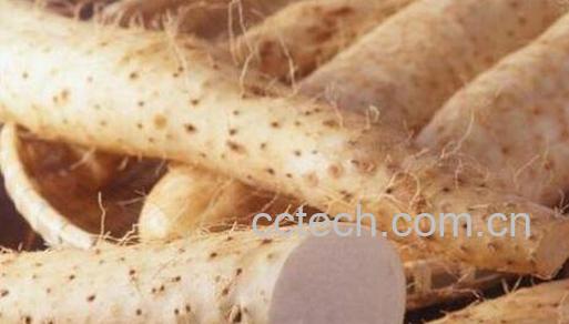 生山药的作用与功效-0