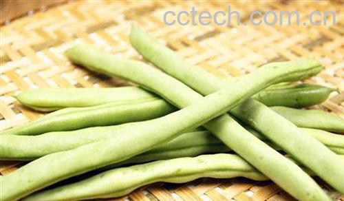四季豆的营养-1