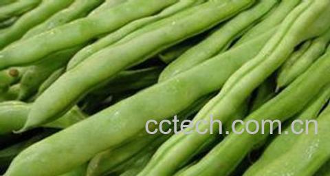 四季豆功效-0