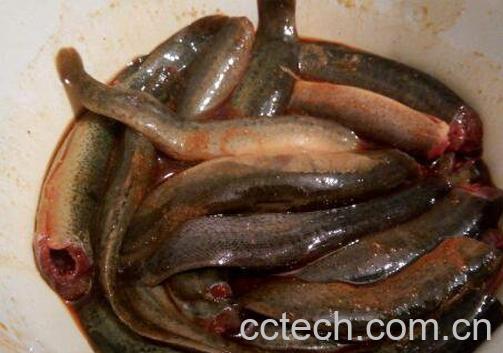 泥鳅的药用价值与功效作用-0