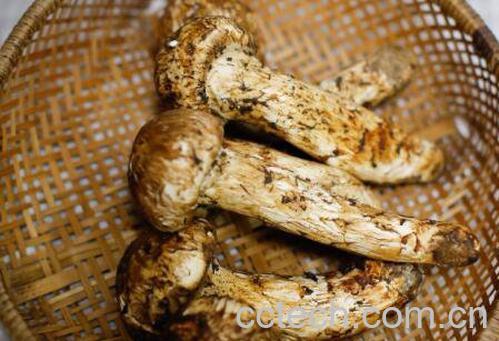 松茸不能和什么一起吃 松茸的保存方法-1