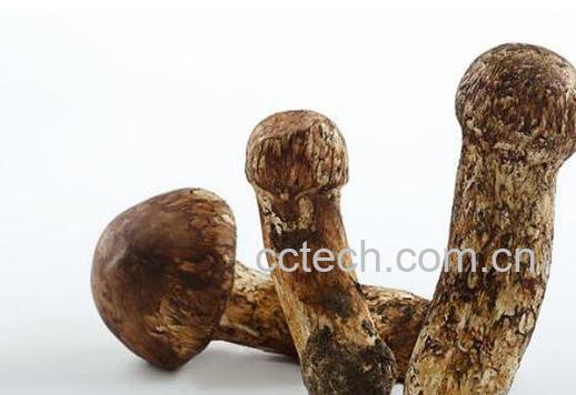 松茸不能和什么一起吃 松茸的保存方法-0