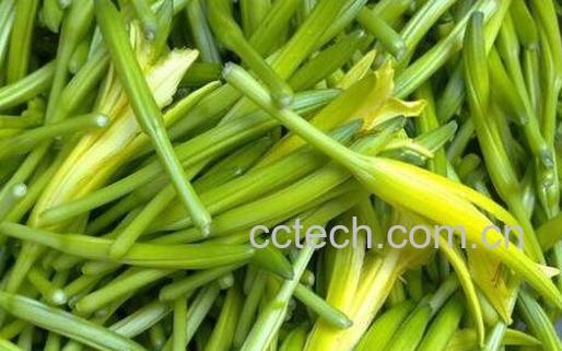 吃干黄花菜的禁忌 吃新鲜黄花菜的禁忌-1