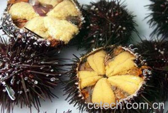 海胆的营养价值与功效-1