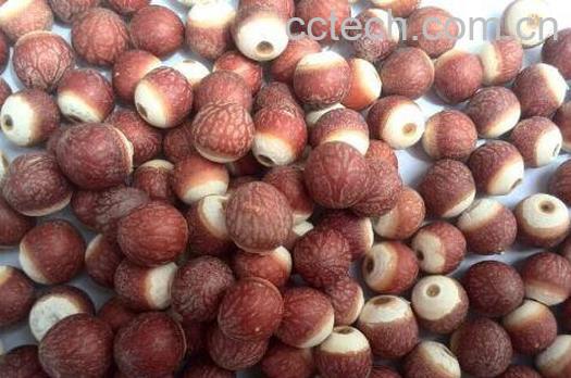 鸡头米的功效与作用-1