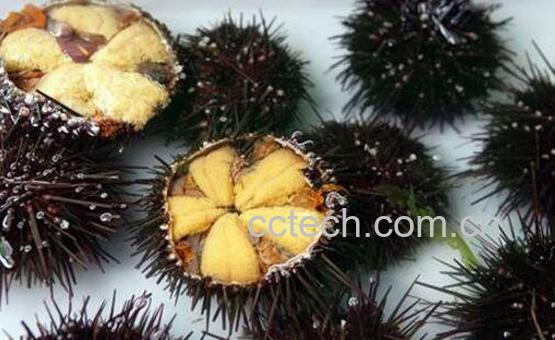 海胆吃多了会怎样 海胆什么人不能吃-1