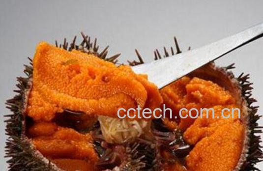 海胆吃多了会怎样 海胆什么人不能吃-0