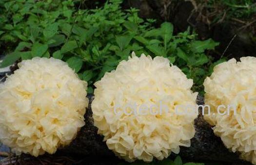 吃银耳的禁忌 吃银耳有哪些副作用-1