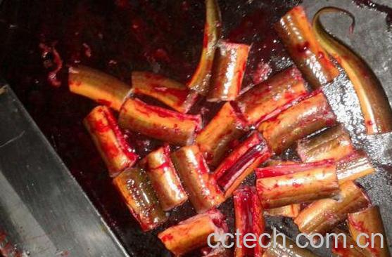 黄鳝血的功效与作用-0