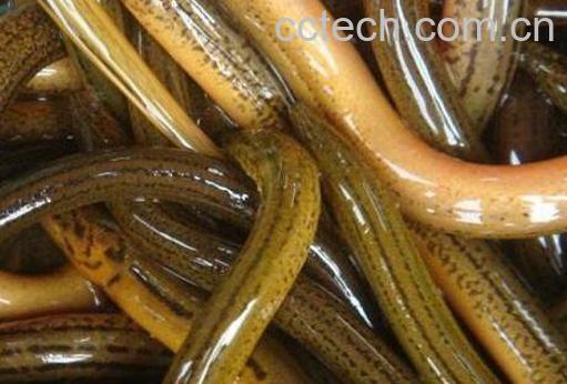 黄鳝血的功效与作用-1