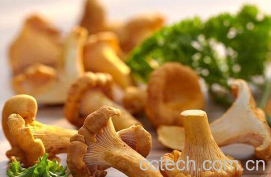 鸡油菌的功效与作用 鸡油菌会中毒吗-0