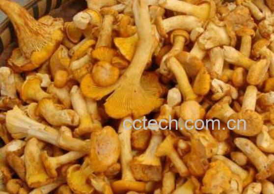 鸡油菌的功效与作用 鸡油菌会中毒吗-1