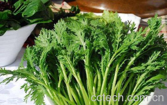 茼蒿的功效与作用-1