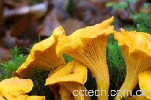 鸡油菌怎样做汤 鸡油菌的做法教程-0