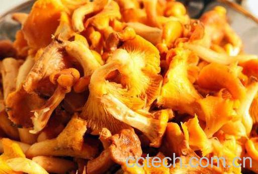 鸡油菌怎样做汤 鸡油菌的做法教程-1