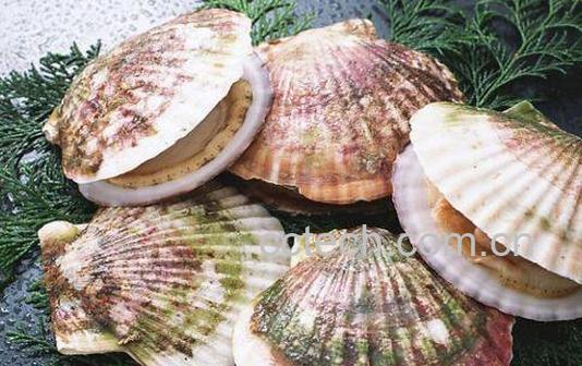 扇贝哪里不能吃 吃扇贝的禁忌-1