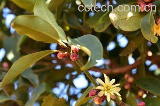 八角茴香的功效与作用及食用方法-1