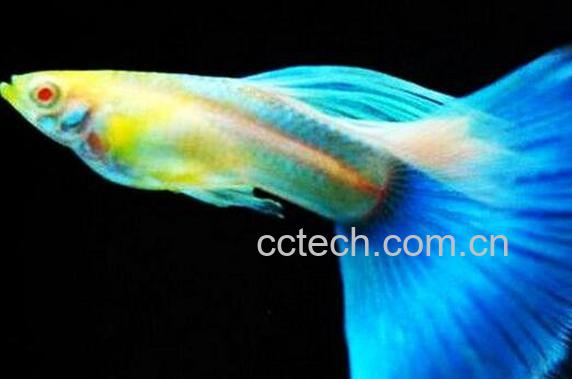 孔雀鱼怎么养 孔雀鱼的养殖方法技巧-1