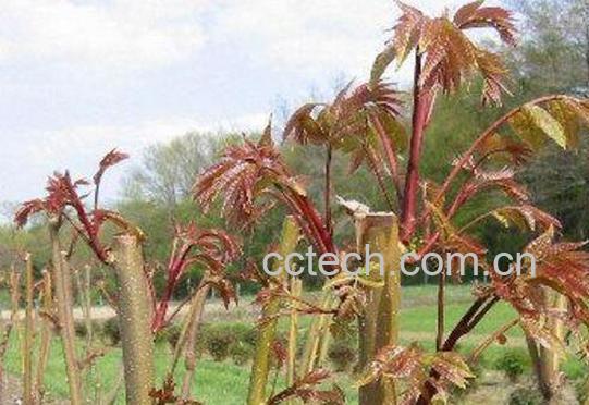 如何种植香椿 香椿的种植方法技巧-1