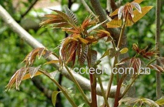 如何种植香椿 香椿的种植方法技巧-0